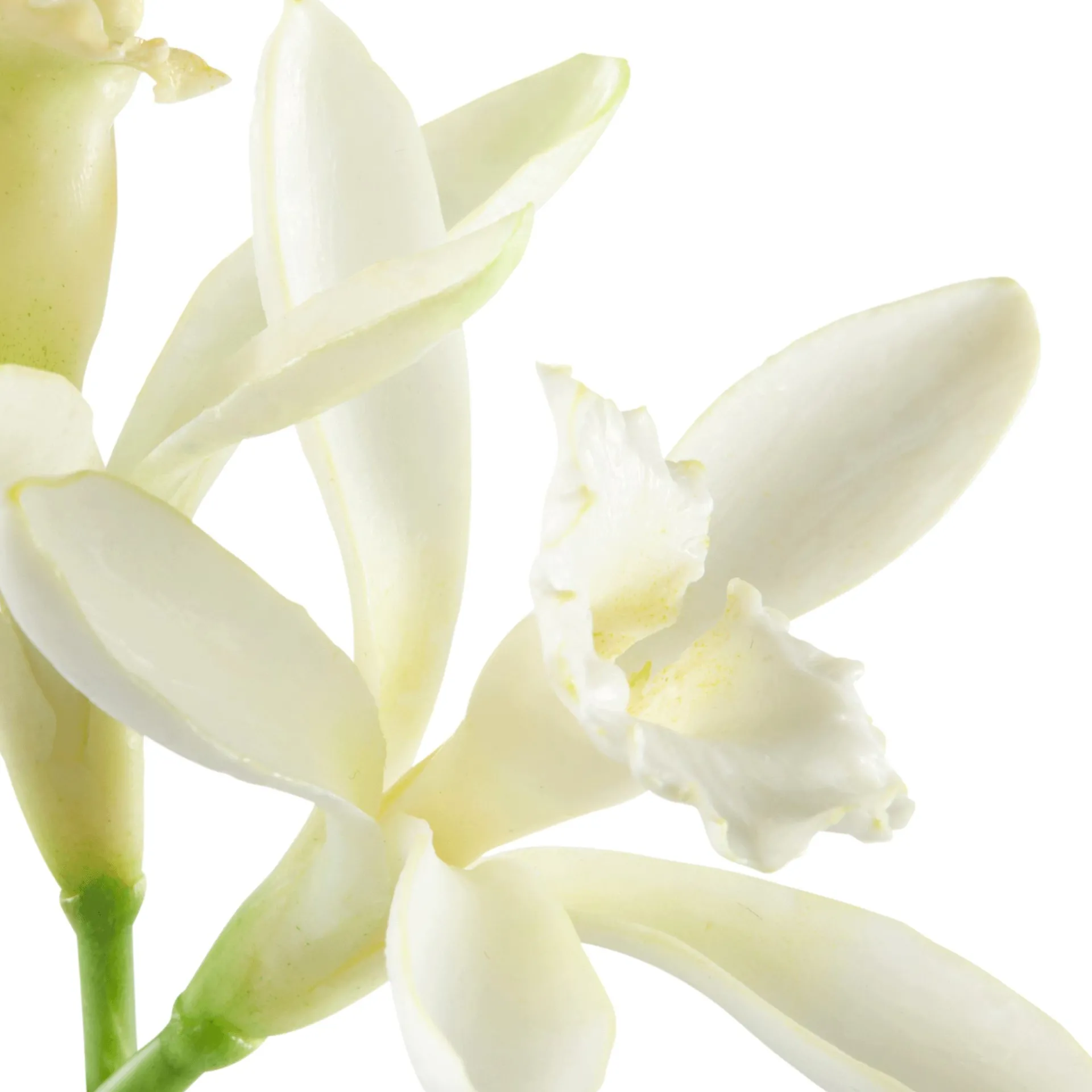 Parfum All or Nothing 50 ml.